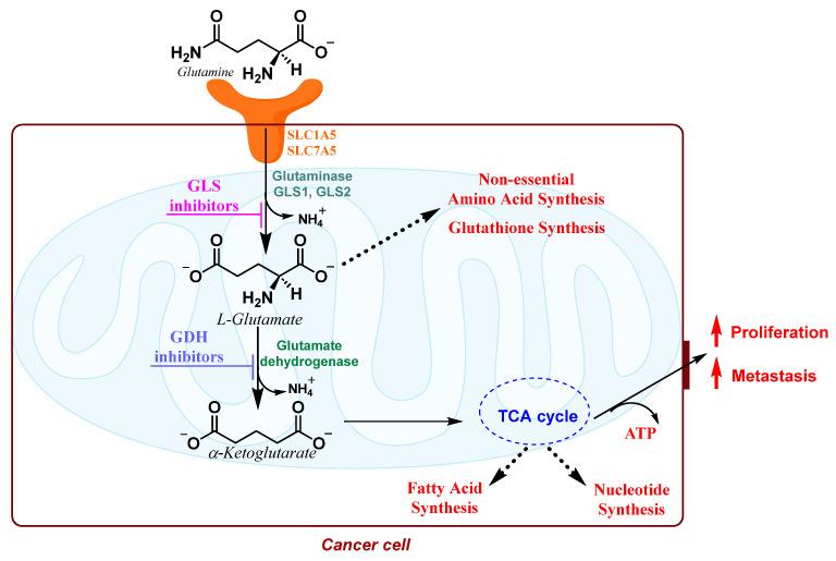 https://cdn.ncbi.nlm.nih.gov/pmc/blobs/2cdc/11085455/d47d95708528/molecules-29-02110-g012.jpg