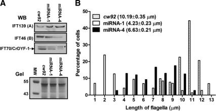 https://cdn.ncbi.nlm.nih.gov/pmc/blobs/2cdd/2912355/e6e9b8bec909/zmk0151095310007.jpg