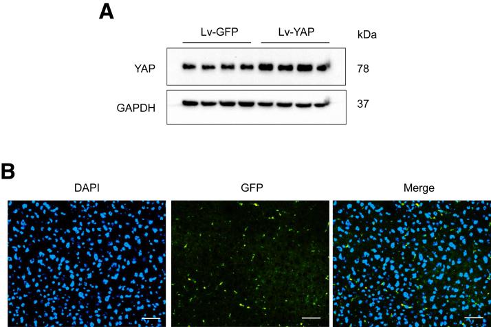 https://cdn.ncbi.nlm.nih.gov/pmc/blobs/2ce0/10036742/5d5f63f43ad8/gr5.jpg