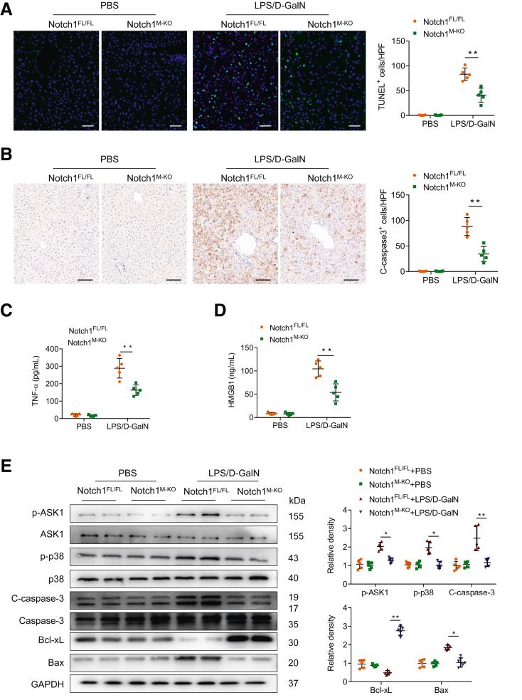 https://cdn.ncbi.nlm.nih.gov/pmc/blobs/2ce0/10036742/65222594d80f/gr3.jpg