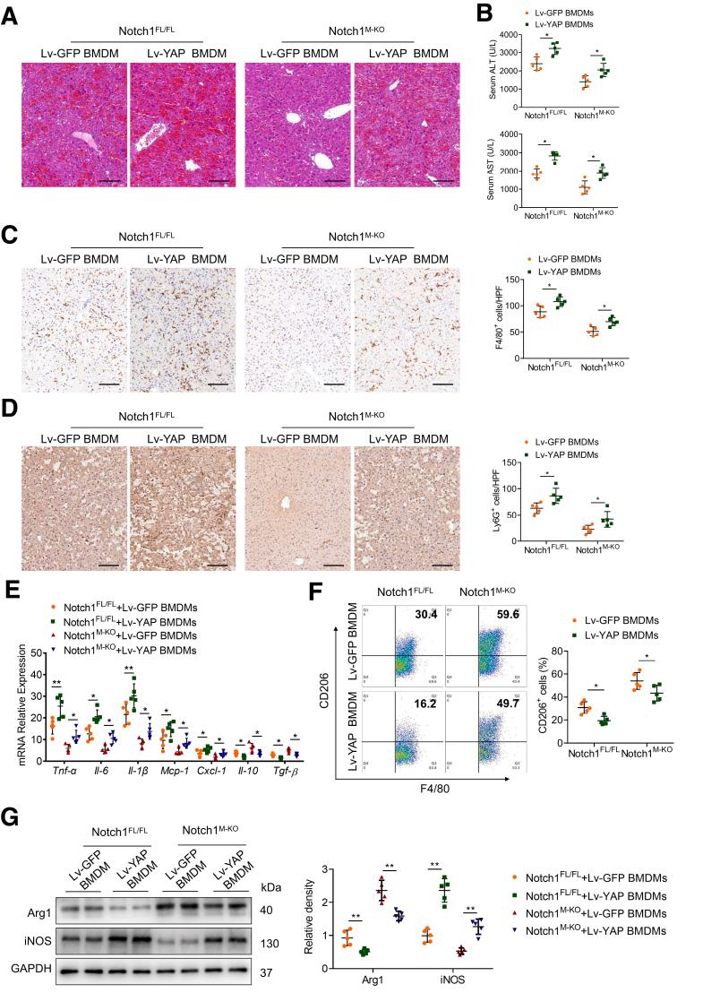 https://cdn.ncbi.nlm.nih.gov/pmc/blobs/2ce0/10036742/d8b597d37082/gr6.jpg