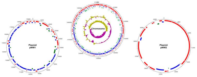 https://cdn.ncbi.nlm.nih.gov/pmc/blobs/2ce2/8540521/cd352e0aa425/microorganisms-09-02158-g001.jpg