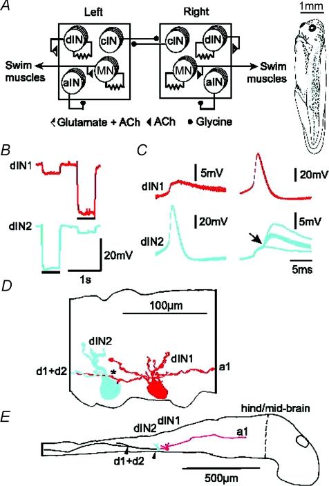 https://cdn.ncbi.nlm.nih.gov/pmc/blobs/2ce8/2683956/9ce0bc1eb476/tjp0587-1677-f1.jpg