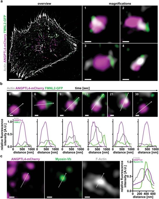 https://cdn.ncbi.nlm.nih.gov/pmc/blobs/2cef/10037683/061e7fa53b9f/ADVS-10-2204896-g003.jpg