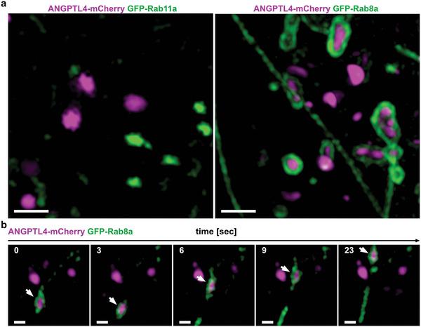 https://cdn.ncbi.nlm.nih.gov/pmc/blobs/2cef/10037683/e4805bcdb963/ADVS-10-2204896-g004.jpg