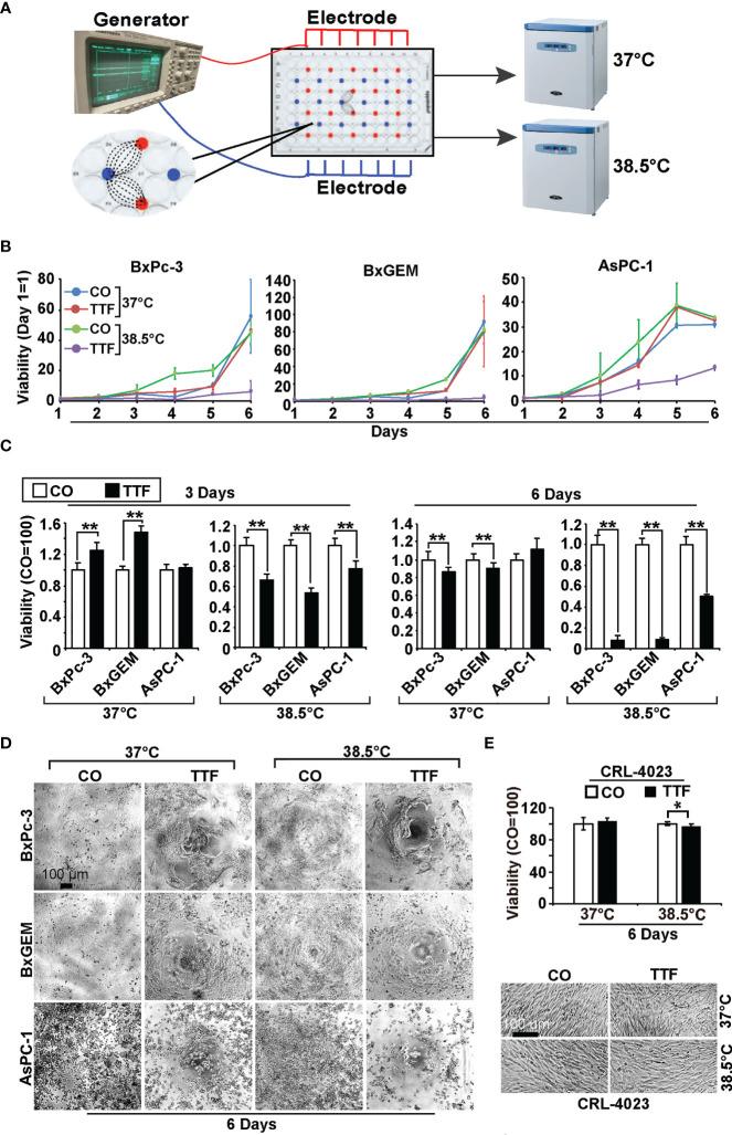 https://cdn.ncbi.nlm.nih.gov/pmc/blobs/2cf4/8597267/8dbd0356dc3d/fonc-11-738801-g001.jpg