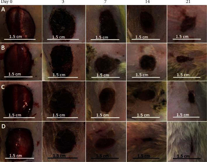 https://cdn.ncbi.nlm.nih.gov/pmc/blobs/2cf5/8140834/1b4373c7fb44/ECAM2021-6646702.010.jpg