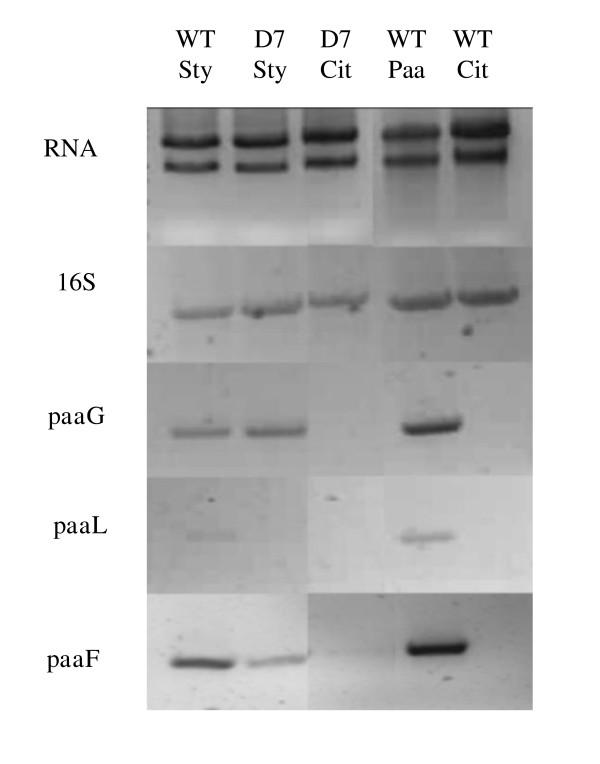 https://cdn.ncbi.nlm.nih.gov/pmc/blobs/2cf7/3224230/d9e91e671d9e/1471-2180-11-229-3.jpg