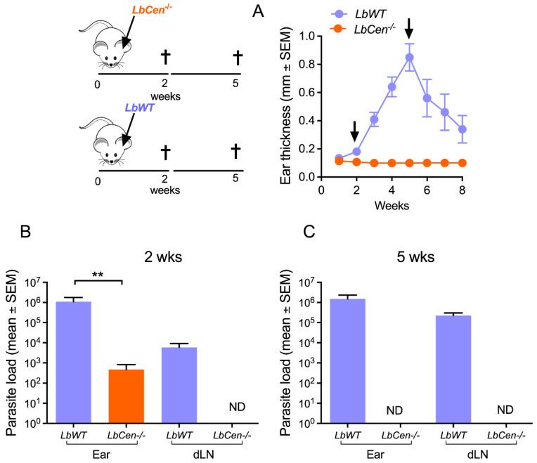 https://cdn.ncbi.nlm.nih.gov/pmc/blobs/2cfd/10974367/993d37b8c9fa/vaccines-12-00310-g003.jpg