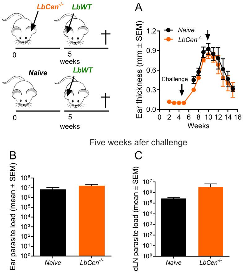https://cdn.ncbi.nlm.nih.gov/pmc/blobs/2cfd/10974367/d497d5d33df3/vaccines-12-00310-g004.jpg