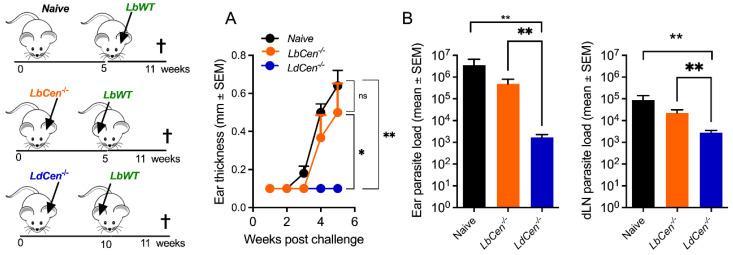 https://cdn.ncbi.nlm.nih.gov/pmc/blobs/2cfd/10974367/f82c4679071f/vaccines-12-00310-g008.jpg