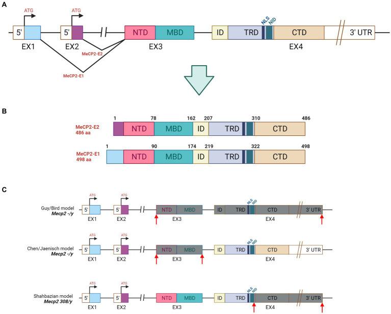 https://cdn.ncbi.nlm.nih.gov/pmc/blobs/2cff/10248472/852c0eac1cb2/fnins-17-1172805-g001.jpg