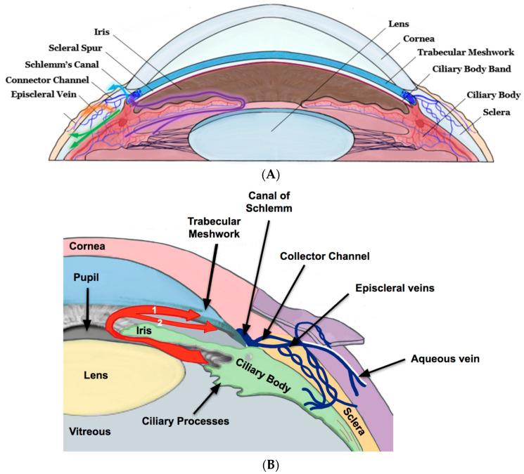 https://cdn.ncbi.nlm.nih.gov/pmc/blobs/2cff/11117829/7ec56cebaa0f/bioengineering-11-00446-g001.jpg