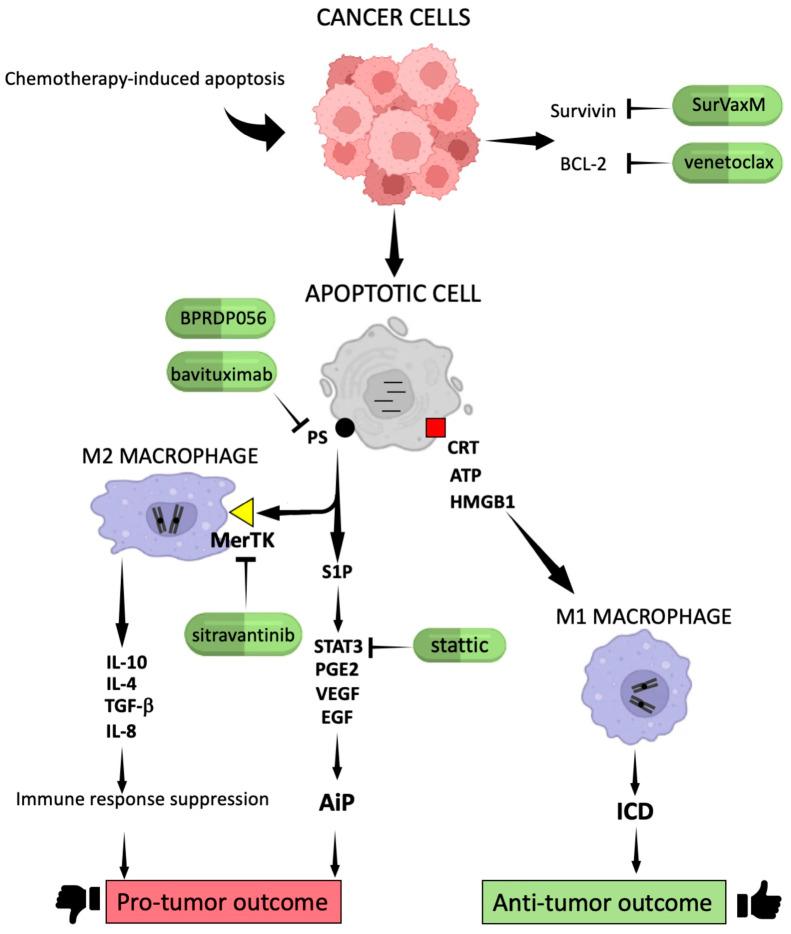https://cdn.ncbi.nlm.nih.gov/pmc/blobs/2d02/11171541/1f97ad494187/cells-13-00924-g001.jpg
