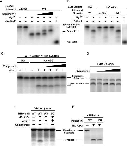 https://cdn.ncbi.nlm.nih.gov/pmc/blobs/2d03/1803005/b1dd5e54423a/ppat.0030015.g006.jpg