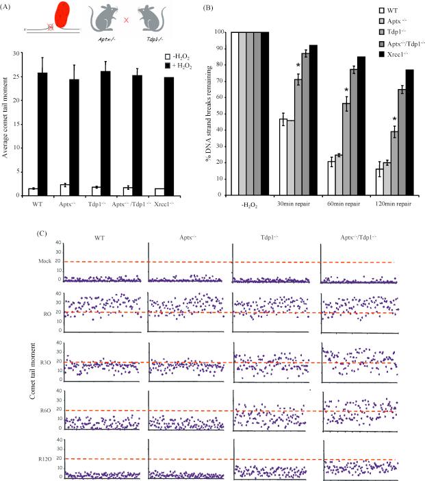 https://cdn.ncbi.nlm.nih.gov/pmc/blobs/2d03/2693503/bf915ca9899b/gr1.jpg
