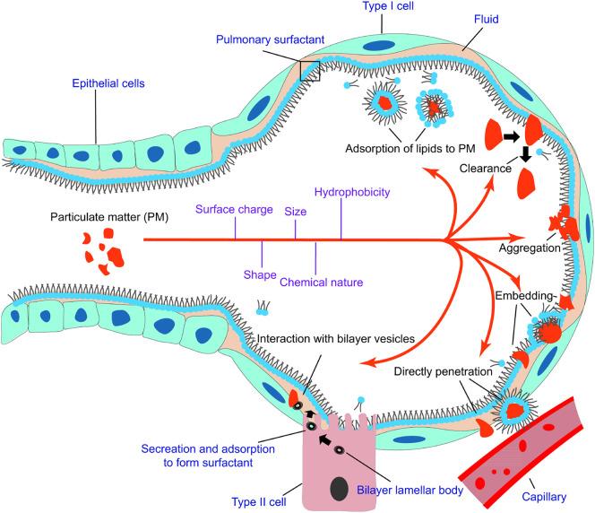 https://cdn.ncbi.nlm.nih.gov/pmc/blobs/2d03/7435289/d0c681ce0fc5/gr1_lrg.jpg