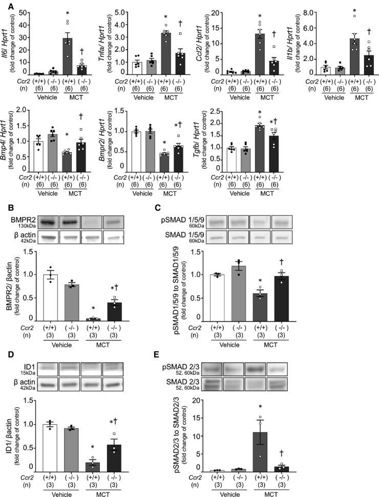 https://cdn.ncbi.nlm.nih.gov/pmc/blobs/2d04/12236072/3c3d6087e6ea/cvae244f3.jpg
