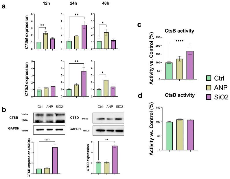 https://cdn.ncbi.nlm.nih.gov/pmc/blobs/2d10/12428692/539c48908acf/ijms-26-08291-g004.jpg