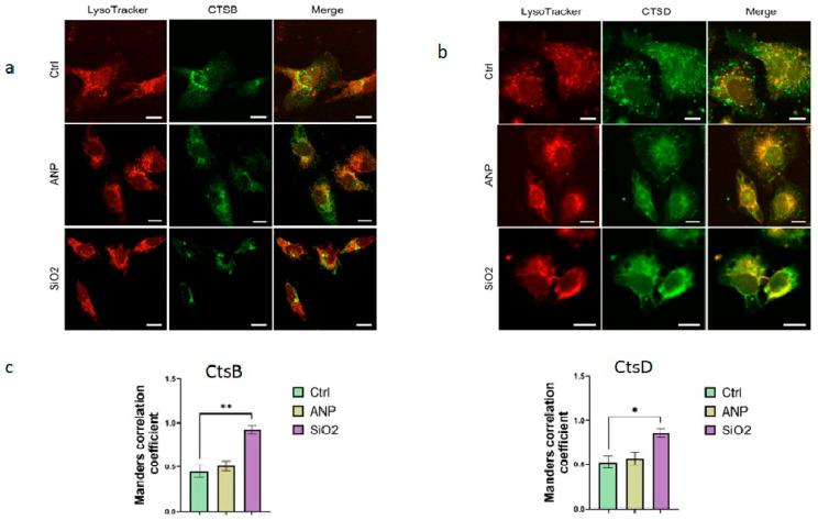 https://cdn.ncbi.nlm.nih.gov/pmc/blobs/2d10/12428692/f7c9404f87fb/ijms-26-08291-g005.jpg