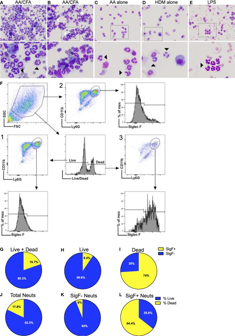 https://cdn.ncbi.nlm.nih.gov/pmc/blobs/2d15/9910358/971fbd21586c/fimmu-14-1039997-g006.jpg