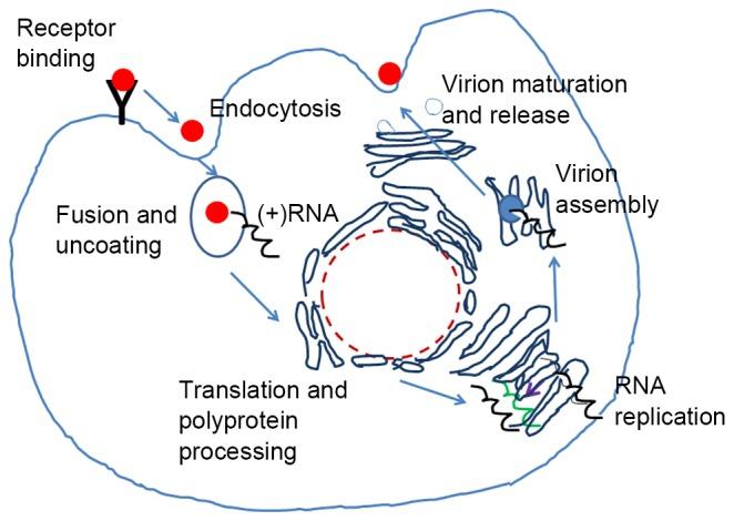 https://cdn.ncbi.nlm.nih.gov/pmc/blobs/2d18/5609170/908f4cd0354f/etm-14-03-1859-g01.jpg
