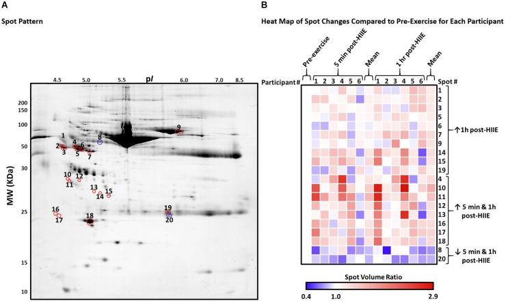 https://cdn.ncbi.nlm.nih.gov/pmc/blobs/2d18/6454028/9c309d0ceda3/fphys-10-00362-g002.jpg