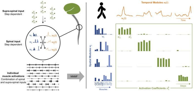 https://cdn.ncbi.nlm.nih.gov/pmc/blobs/2d1c/10390046/e5b6f77a16d9/elife-87463-fig1.jpg