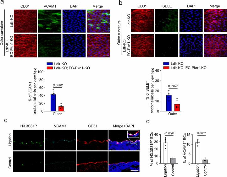 https://cdn.ncbi.nlm.nih.gov/pmc/blobs/2d1c/11825370/7de0221f45ae/44161_2024_593_Fig14_ESM.jpg
