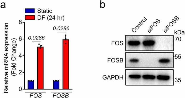 https://cdn.ncbi.nlm.nih.gov/pmc/blobs/2d1c/11825370/b34ff363fd51/44161_2024_593_Fig8_ESM.jpg