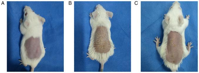 https://cdn.ncbi.nlm.nih.gov/pmc/blobs/2d1d/9175275/8b186b378bdc/mmr-26-01-12739-g00.jpg
