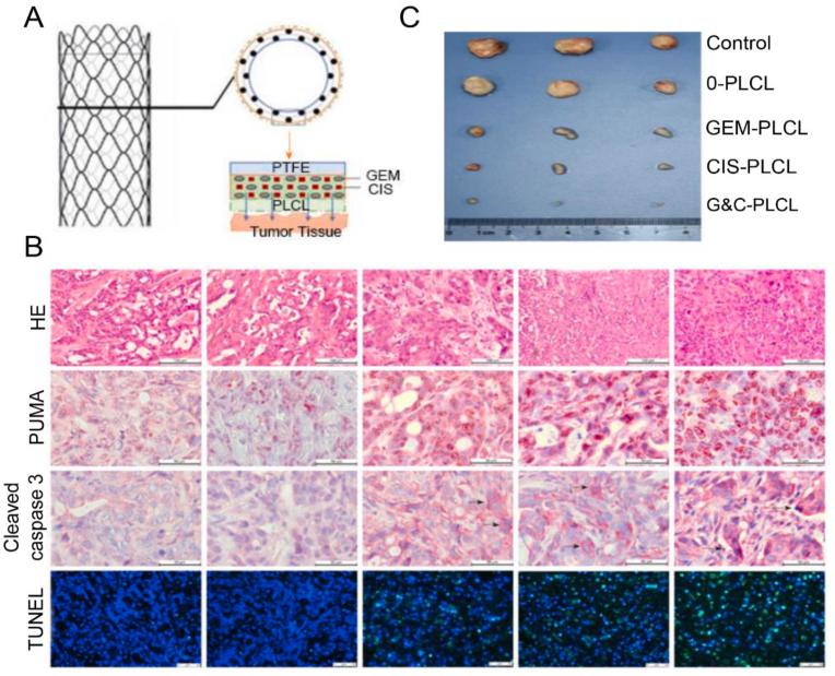 https://cdn.ncbi.nlm.nih.gov/pmc/blobs/2d22/11417150/4cd0feae473b/gr6.jpg