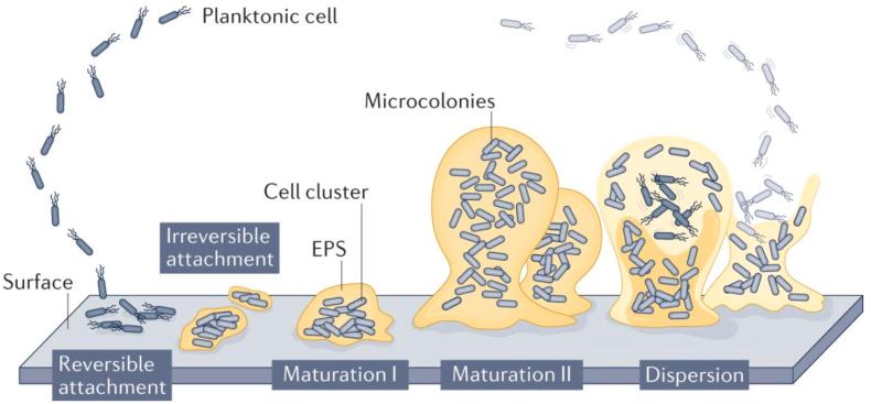 https://cdn.ncbi.nlm.nih.gov/pmc/blobs/2d22/11417150/60950a3dd6df/gr9.jpg