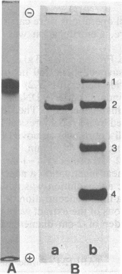 https://cdn.ncbi.nlm.nih.gov/pmc/blobs/2d24/216323/12182c9414ec/jbacter00259-0076-a.jpg