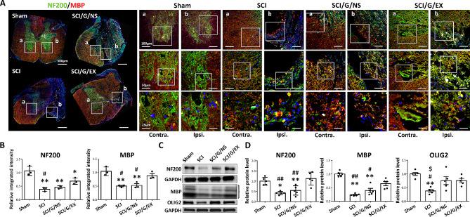 https://cdn.ncbi.nlm.nih.gov/pmc/blobs/2d25/11103960/95a5e400d96d/13287_2024_3758_Fig5_HTML.jpg