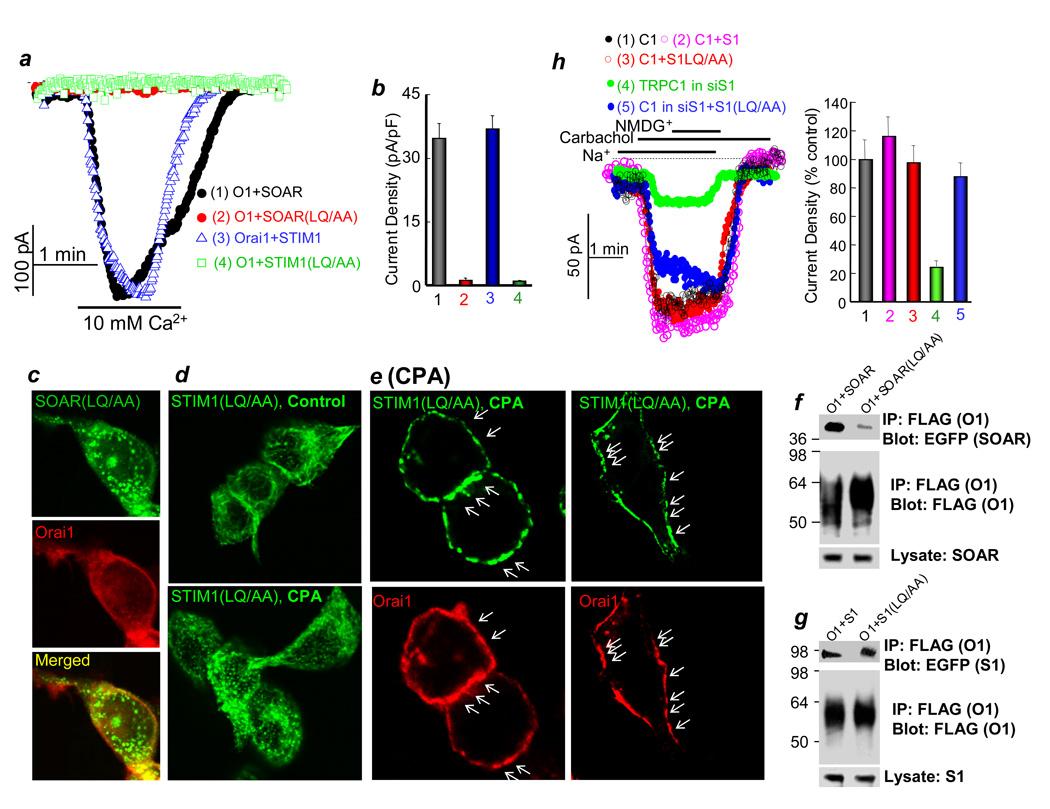 https://cdn.ncbi.nlm.nih.gov/pmc/blobs/2d27/2663385/70fd98b67621/nihms103214f4.jpg