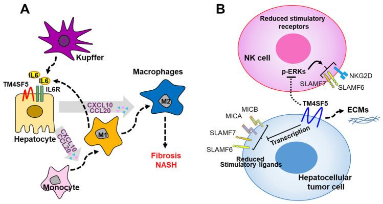 https://cdn.ncbi.nlm.nih.gov/pmc/blobs/2d29/9369364/056529bfbea8/ijms-23-08387-g004.jpg