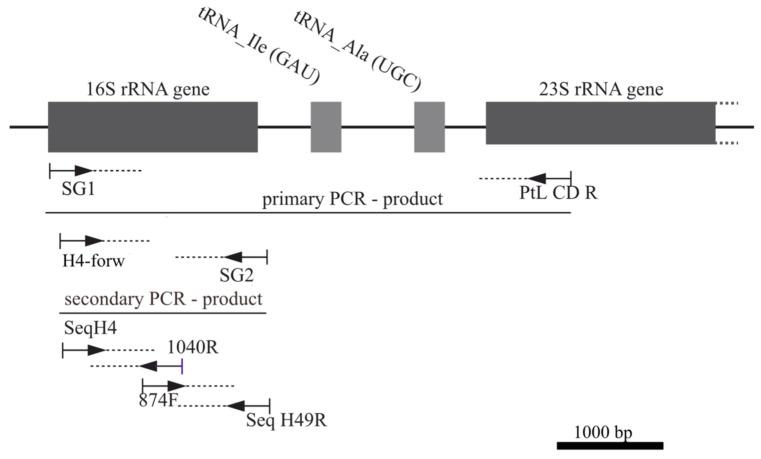 https://cdn.ncbi.nlm.nih.gov/pmc/blobs/2d2b/11676812/42d6b0babf5b/microorganisms-12-02625-g003.jpg