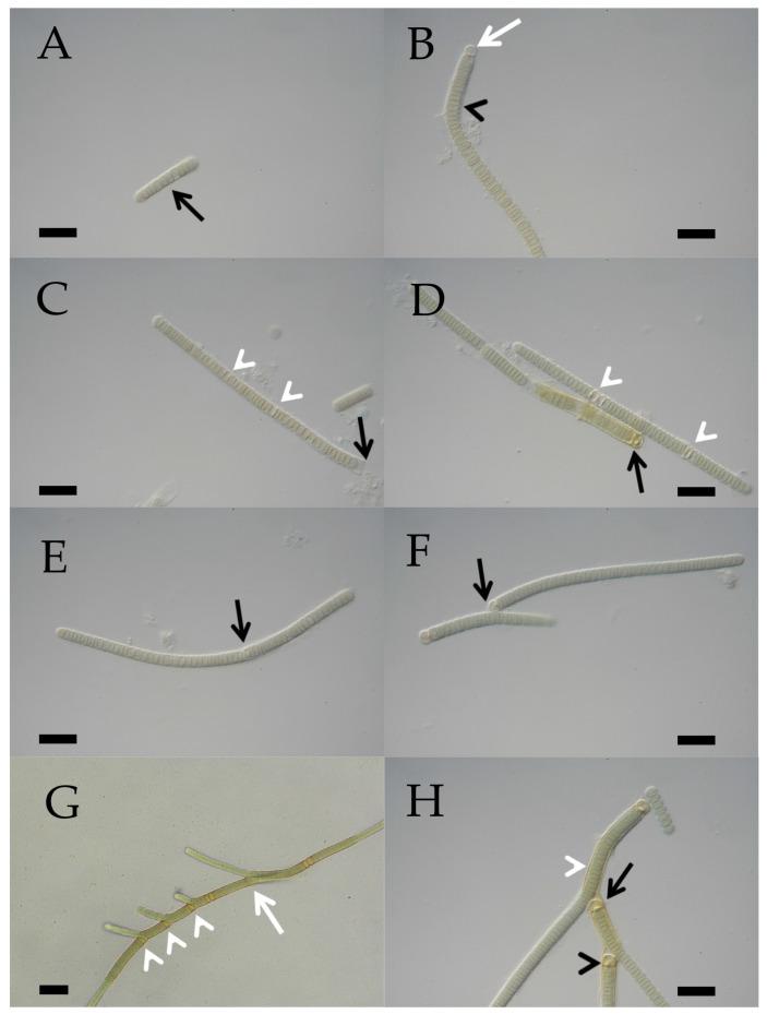 https://cdn.ncbi.nlm.nih.gov/pmc/blobs/2d2b/11676812/4513580bbe07/microorganisms-12-02625-g005.jpg