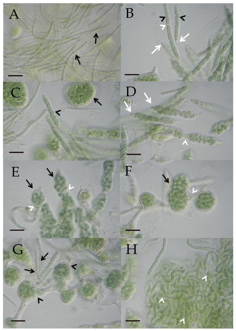 https://cdn.ncbi.nlm.nih.gov/pmc/blobs/2d2b/11676812/7d2371718b88/microorganisms-12-02625-g004.jpg