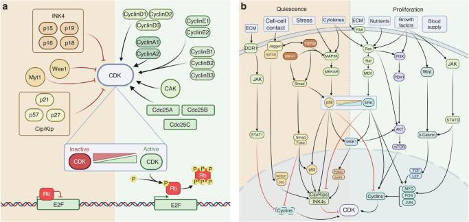 https://cdn.ncbi.nlm.nih.gov/pmc/blobs/2d2d/10645753/a2acdc4997d9/41416_2023_2401_Fig1_HTML.jpg