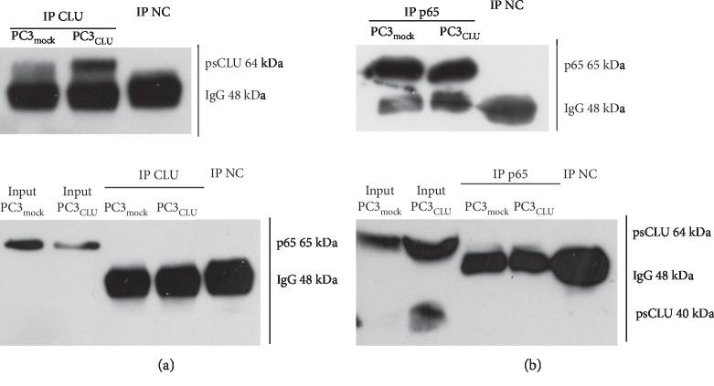 https://cdn.ncbi.nlm.nih.gov/pmc/blobs/2d2d/6925831/3e7b68d96004/JO2019-4081624.006.jpg