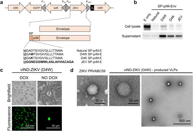 https://cdn.ncbi.nlm.nih.gov/pmc/blobs/2d31/7985303/42cef024072c/41598_2021_85951_Fig1_HTML.jpg