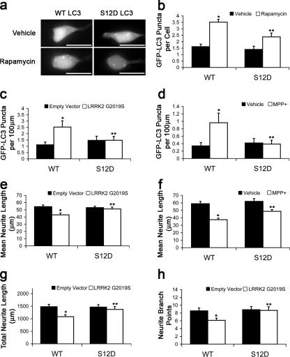 https://cdn.ncbi.nlm.nih.gov/pmc/blobs/2d33/2928022/d11febd3ff01/JCB_201002108_GS_Fig5.jpg