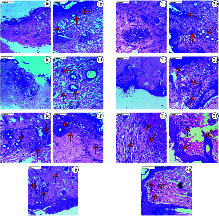 https://cdn.ncbi.nlm.nih.gov/pmc/blobs/2d33/9074428/deffcbe8a917/c9ra06913e-f7.jpg