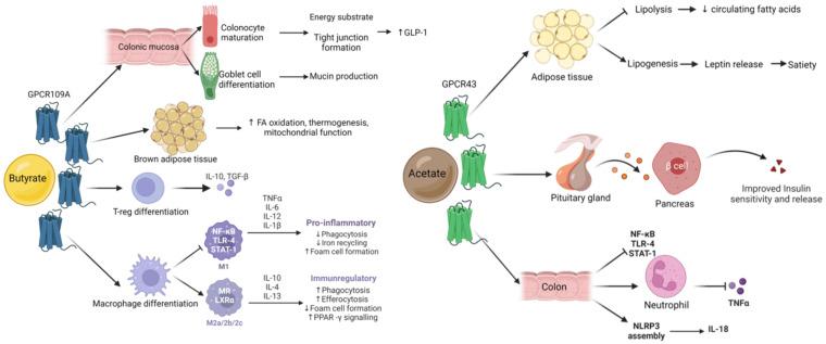 https://cdn.ncbi.nlm.nih.gov/pmc/blobs/2d34/9788597/d3c32d6a1c5e/nutrients-14-05361-g003.jpg