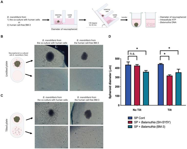 https://cdn.ncbi.nlm.nih.gov/pmc/blobs/2d35/10513763/529701c739dc/fmicb-14-1190530-g003.jpg