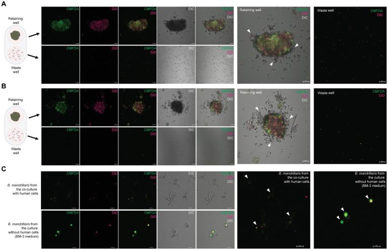 https://cdn.ncbi.nlm.nih.gov/pmc/blobs/2d35/10513763/e158e203fafa/fmicb-14-1190530-g005.jpg
