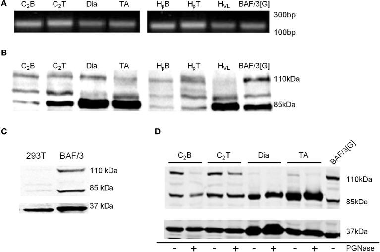 https://cdn.ncbi.nlm.nih.gov/pmc/blobs/2d36/4013466/3fb0af6bcdde/fphys-05-00170-g0001.jpg