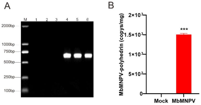 https://cdn.ncbi.nlm.nih.gov/pmc/blobs/2d38/9861407/1ba4453b5764/viruses-15-00019-g002.jpg
